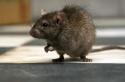 Крыса серая: описание, фото, среда обитания, размножение Размножение и продолжительность жизни крыс