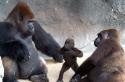 Чем питается горилла. Горилла обезьяна. Образ жизни и среда обитания гориллы. Размножение и продолжительность жизни гориллы